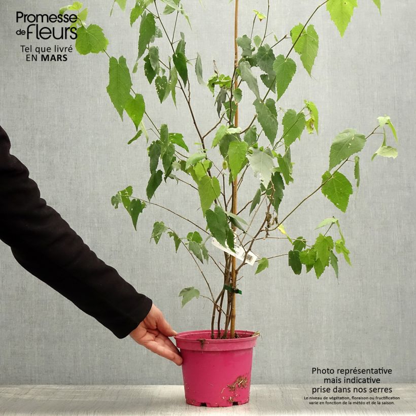 Abutilon Pink Charm Vaso da 3L/4L esemplare consegnato in primavera