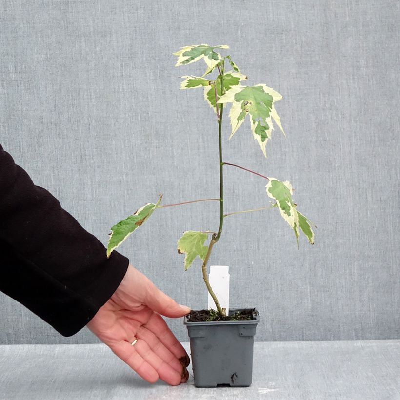 Esemplare di Abutilon Souvenir de Bonn Vasetto da 8/9 cm come consegnato in autunno