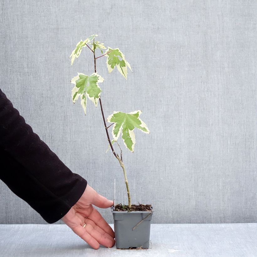 Abutilon Souvenir de Bonn Vasetto da 8/9 cm esemplare consegnato in inverno