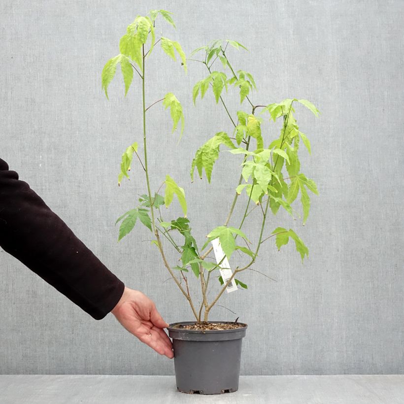 Esemplare di Abutilon striatum Redvein Vaso da 3L/4L come consegnato in autunno