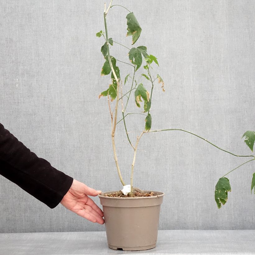 Abutilon striatum Redvein Vaso da 3L/4L esemplare consegnato in inverno