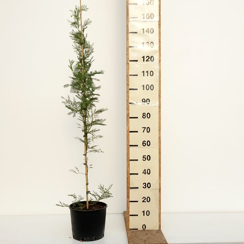 Acacia baileyana - Mimosa di Bailey Vaso da 7,5L/10L esemplare consegnato in inverno