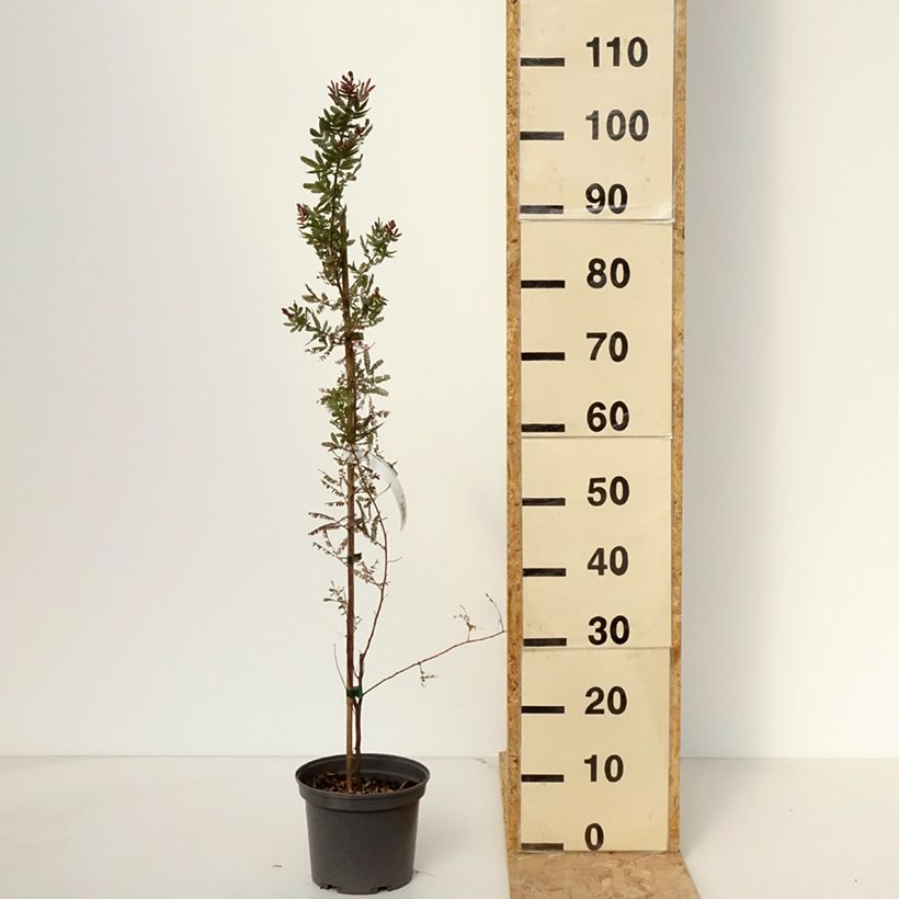 Acacia baileyana Purpurea - Mimosa di Bailey Vaso da 3L/4L esemplare consegnato in primavera