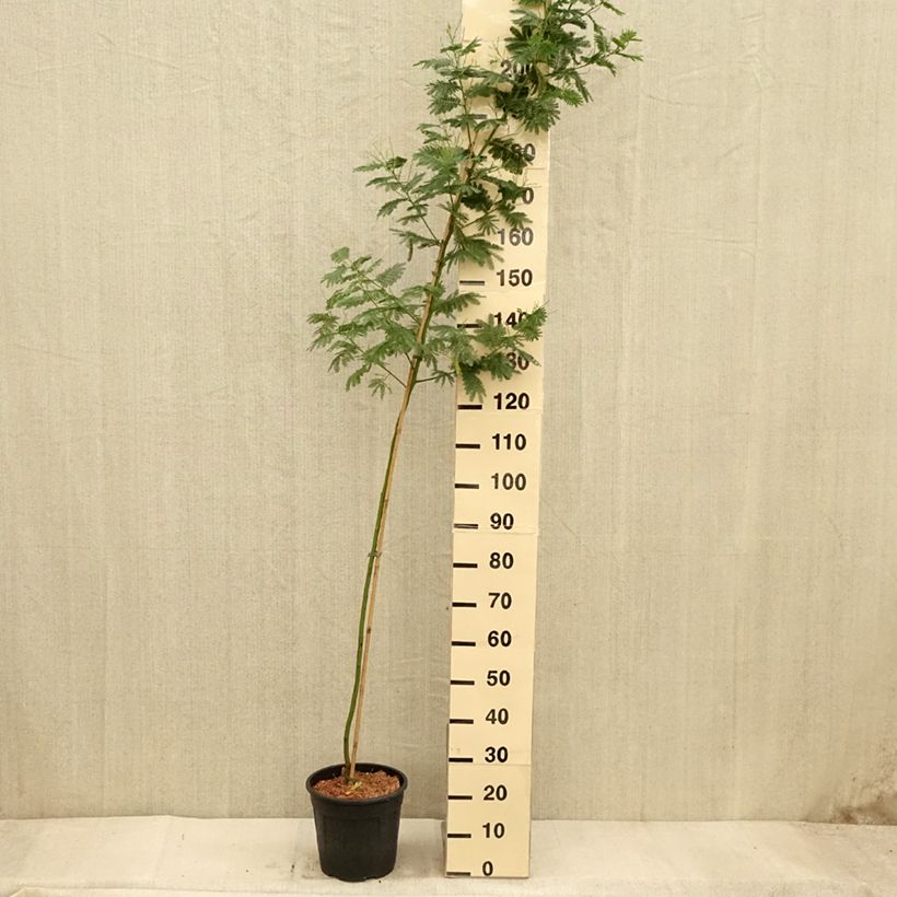 Esemplare di Acacia dealbata Gaulois Astier - Mimosa Vaso da 7,5L/10L come consegnato in autunno
