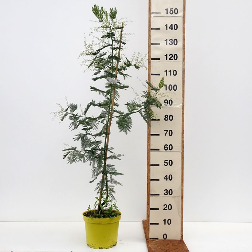 Acacia dealbata Gaulois Astier - Mimosa Vaso da 7,5L/10L esemplare consegnato in inverno