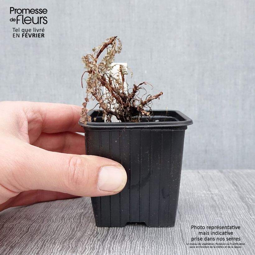 Acaena saccaticupula Blue Haze Vasetto da 8/9 cm esemplare consegnato in inverno