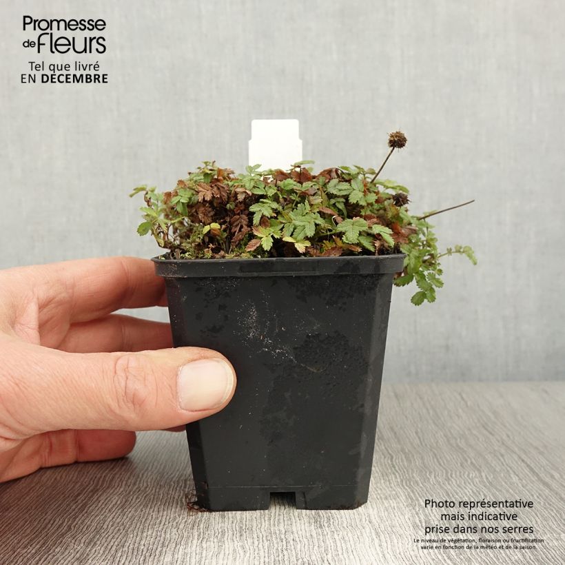 Esemplare di Acaena magellanica Vasetto da 8/9 cm come consegnato in autunno