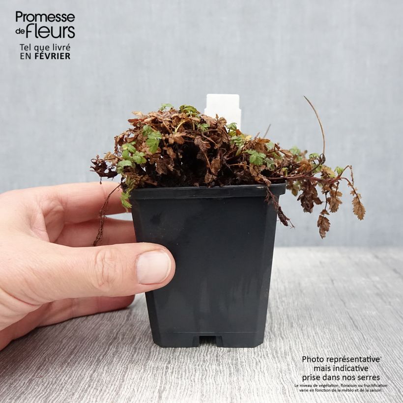 Acaena magellanica Vasetto da 8/9 cm esemplare consegnato in inverno