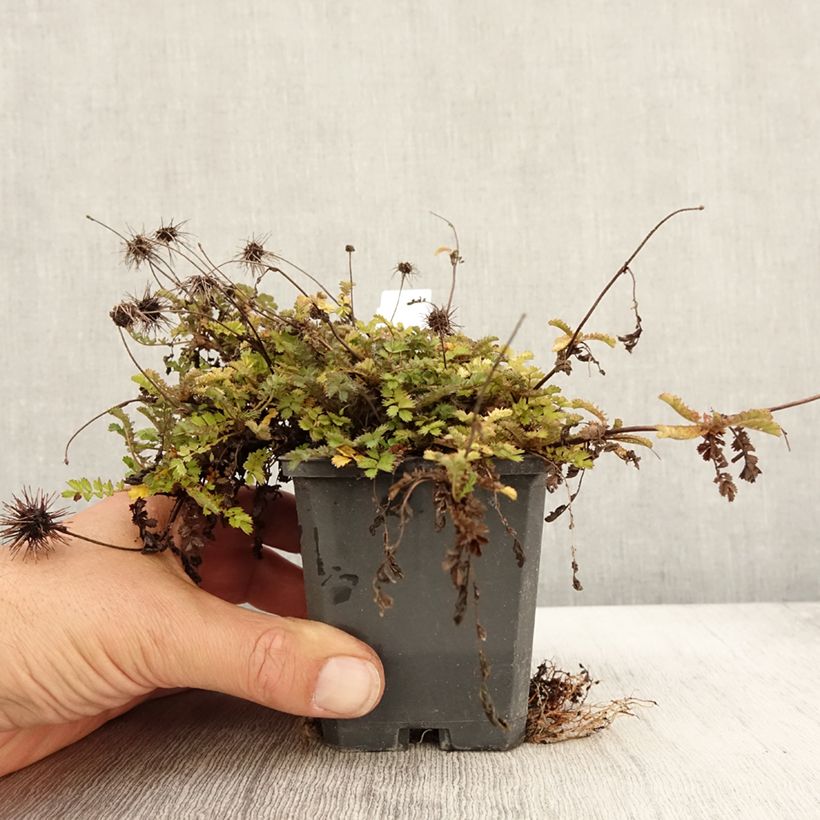 Esemplare di Acaena microphylla Dichte Matte Vasetto da 8/9 cm come consegnato in autunno