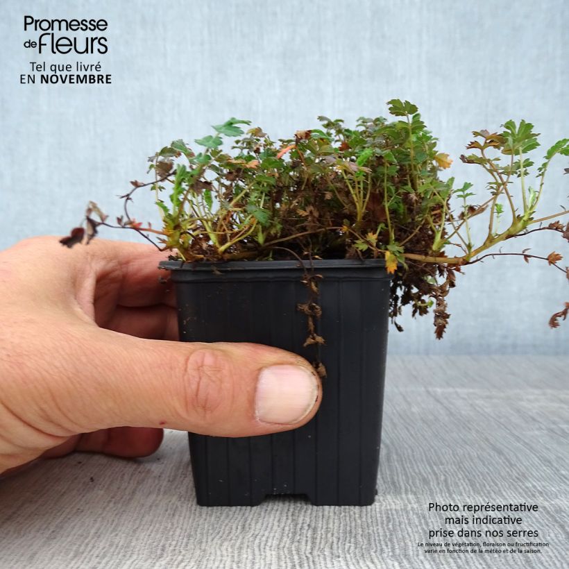 Esemplare di Acaena microphylla Kupferteppich Vasetto da 8/9 cm come consegnato in autunno
