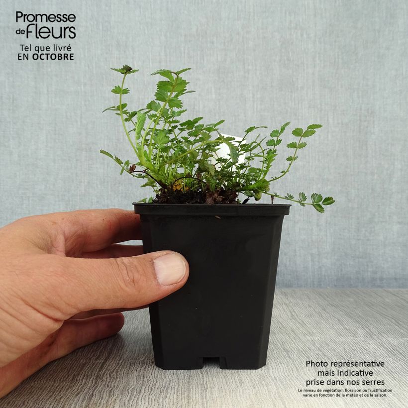 Esemplare di Acaena microphylla Vasetto da 8/9 cm come consegnato in autunno