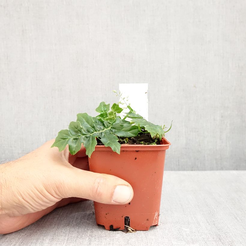 Esemplare di Acanthus Morning Candle Vasetto da 8/9 cm come consegnato in autunno