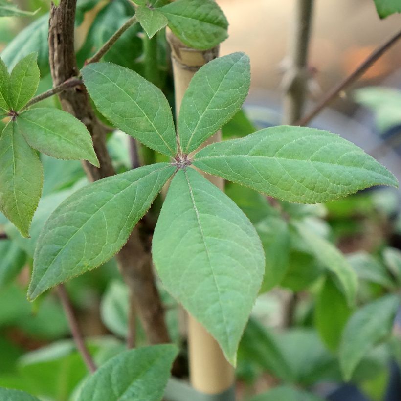 Acanthopanax henryi (Fogliame)