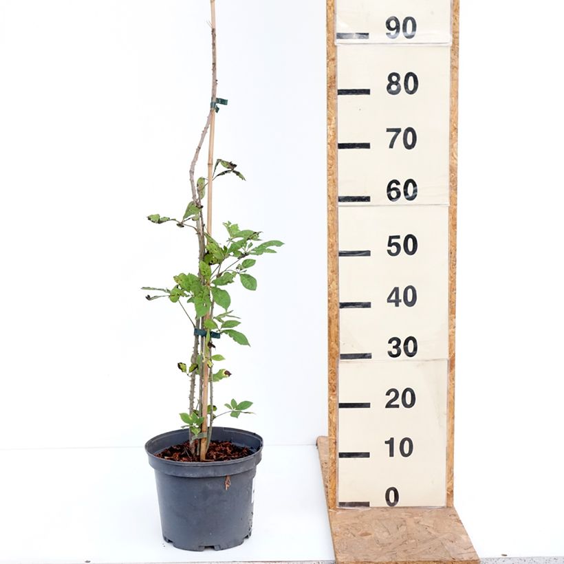 Esemplare di Acanthopanax henryi Vaso da 4L/5L come consegnato in autunno