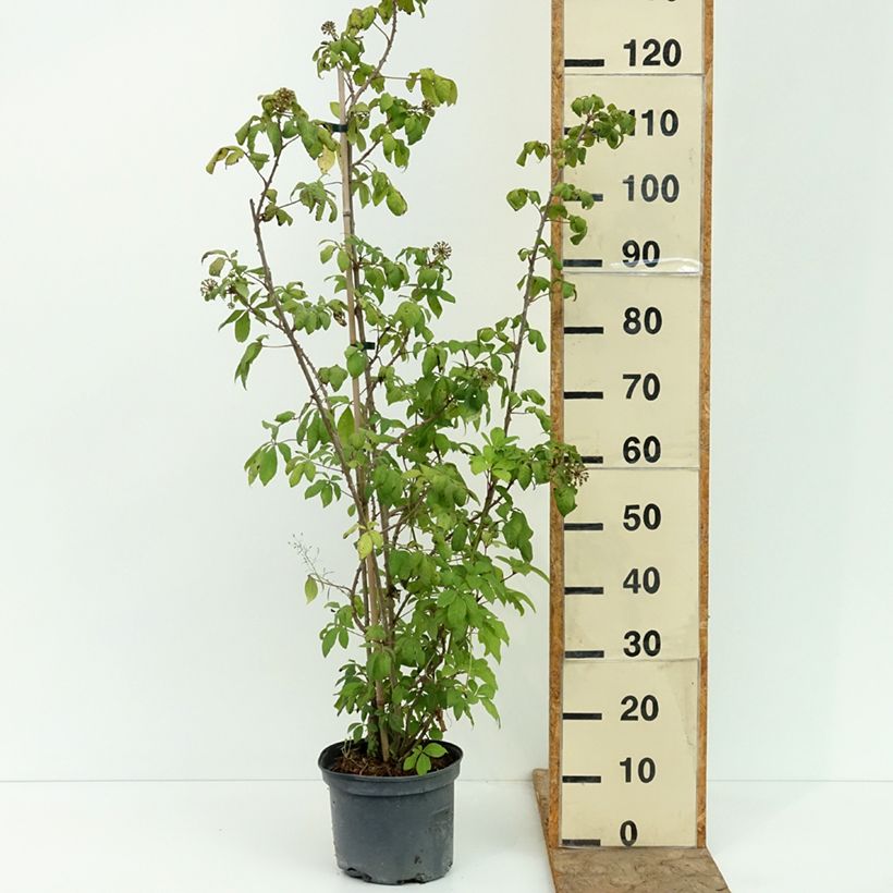 Esemplare di Acanthopanax henryi Vaso da 4L/5L consegnato in estate