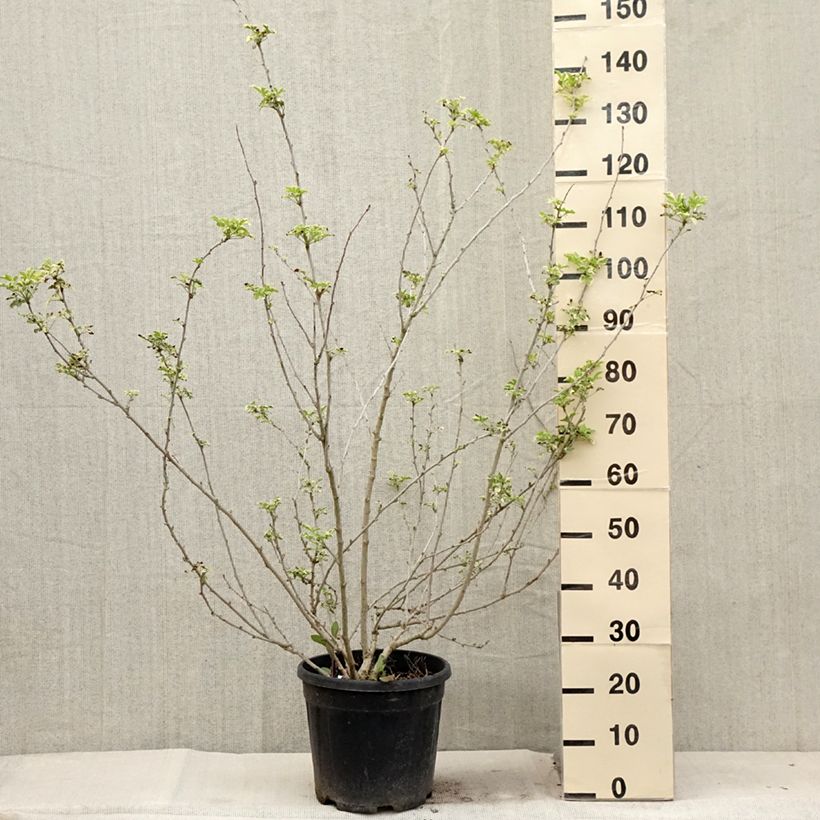 Esemplare di Acanthopanax sieboldii Variegatus Vaso da 12L/15L consegnato in estate