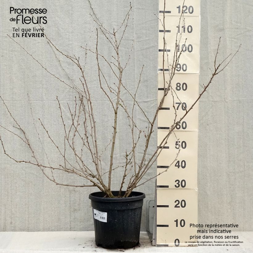 Acanthopanax sieboldii Variegatus Vaso da 12L/15L esemplare consegnato in inverno