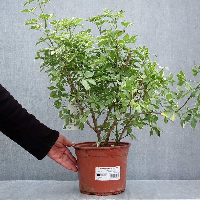 Esemplare di Acanthopanax sieboldii Variegatus Vaso da 4L/5L come consegnato in autunno