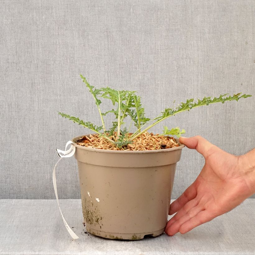 Esemplare di Acanthus hirsutus subsp. syriacus Vaso da 4L/5L come consegnato in autunno