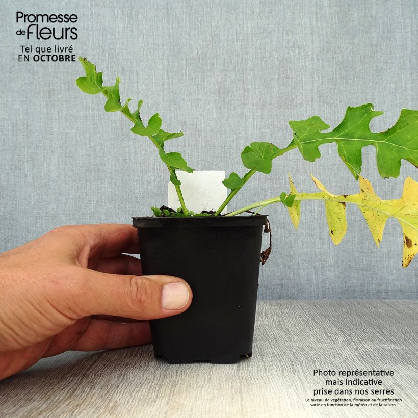 Esemplare di Acanthus hungaricus Vasetto da 8/9 cm come consegnato in autunno
