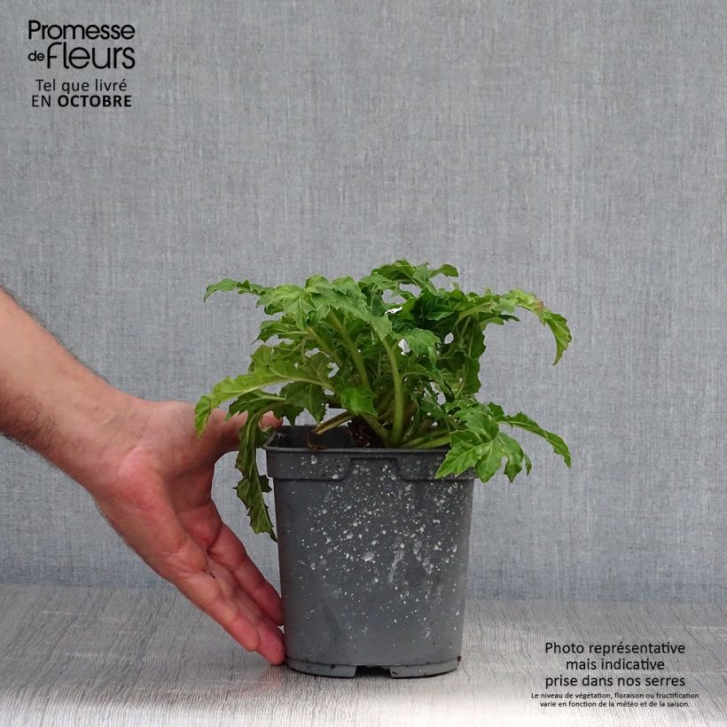 Esemplare di Acanthus mollis - Acanto Vaso da 2L/3L come consegnato in autunno