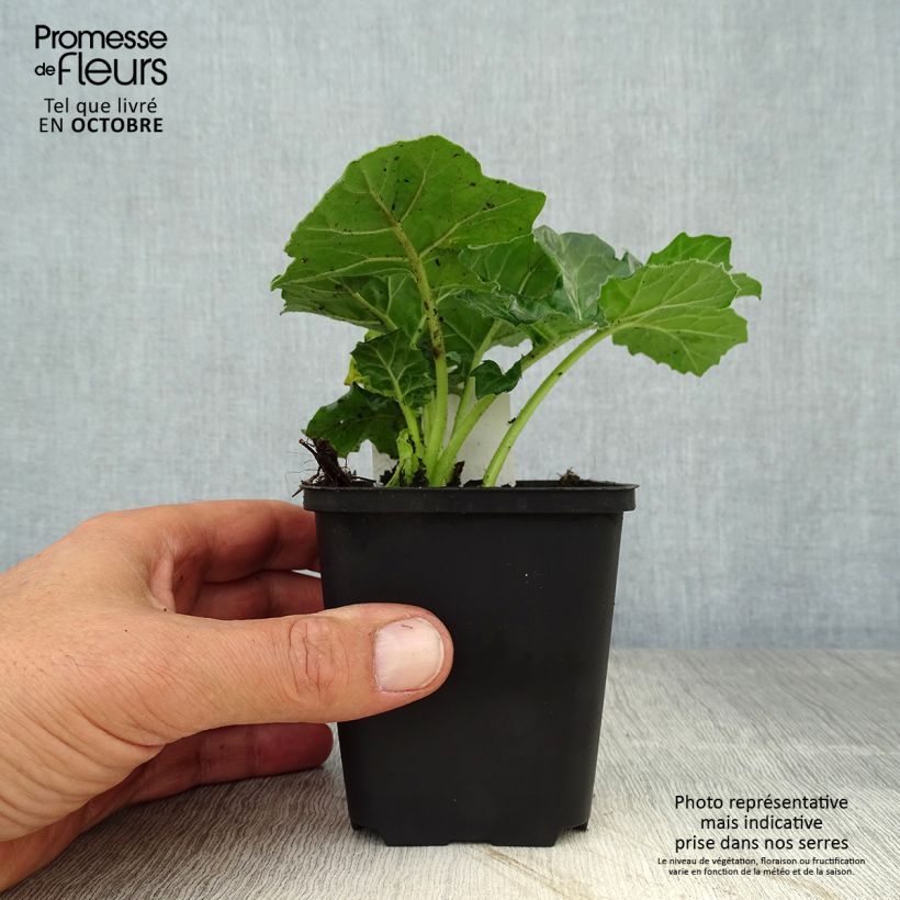 Esemplare di Acanthus mollis Rue Ledan Vasetto da 8/9 cm come consegnato in autunno