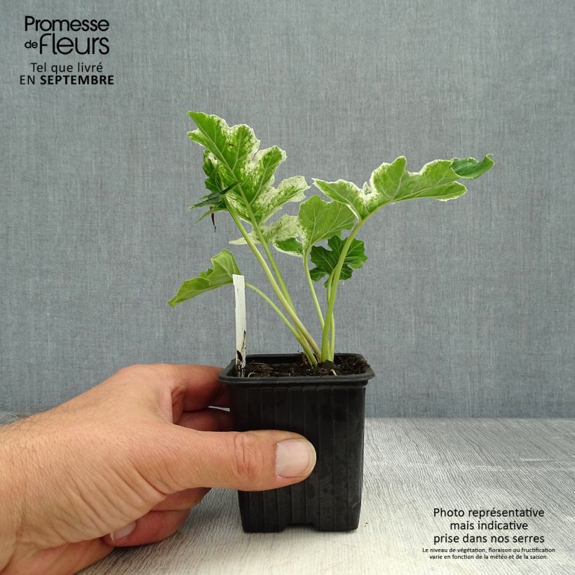 Esemplare di Acanthus mollis Tasmanian Angel Vasetto da 8/9 cm come consegnato in autunno