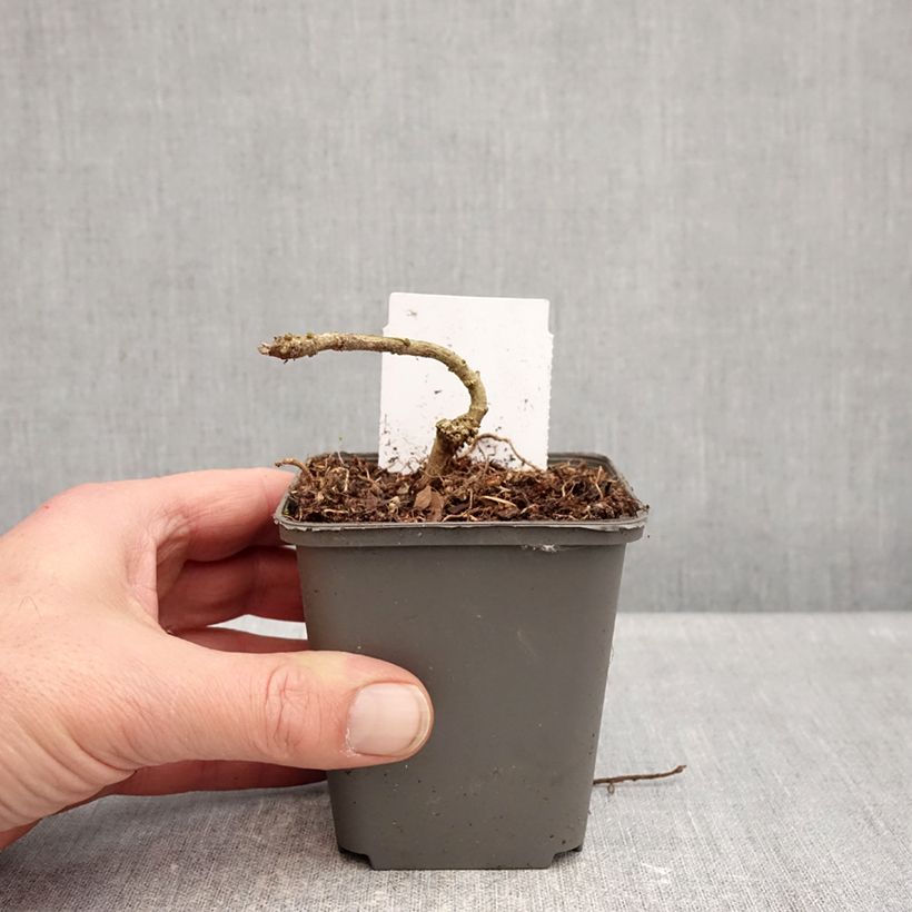 Acanthus sennii Vasetto da 8/9 cm esemplare consegnato in inverno