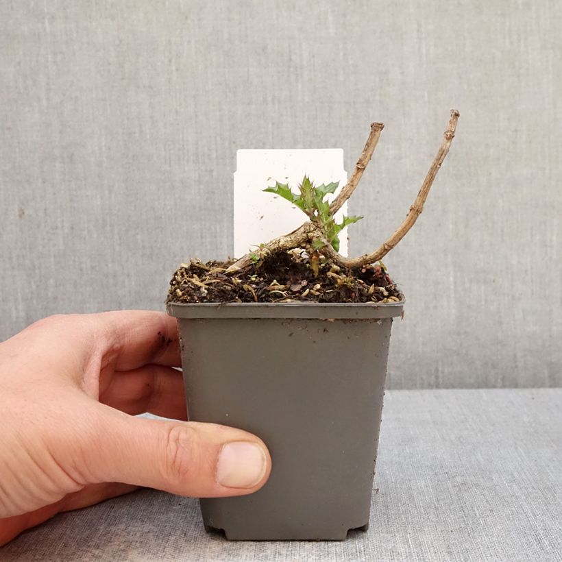 Acanthus sennii Vasetto da 8/9 cm esemplare consegnato in primavera