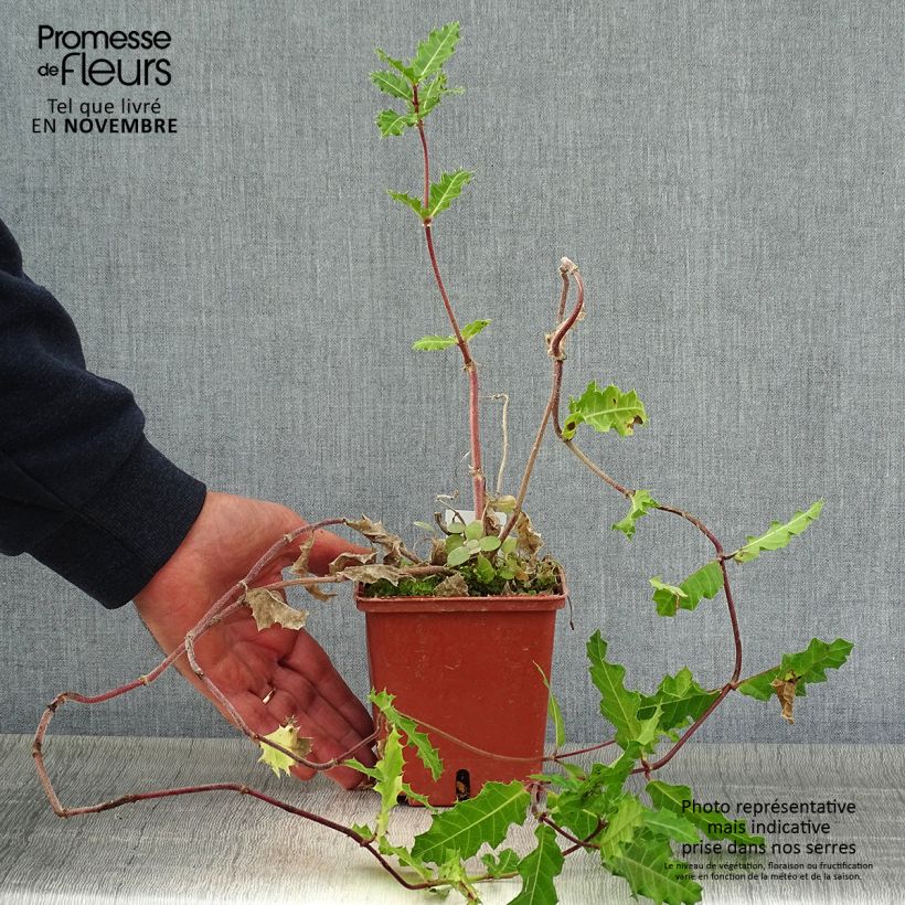 Esemplare di Acanthus sennii Vaso da 1L/1,5L come consegnato in autunno