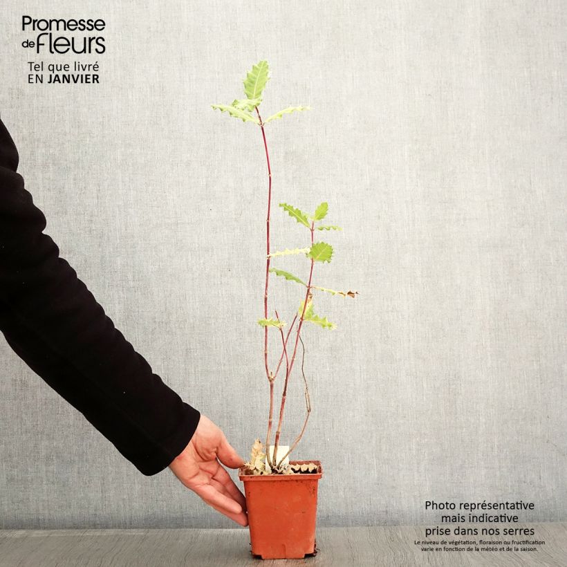 Acanthus sennii Vaso da 1L/1,5L esemplare consegnato in inverno