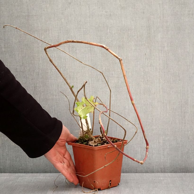 Acanthus sennii Vaso da 1L/1,5L esemplare consegnato in primavera