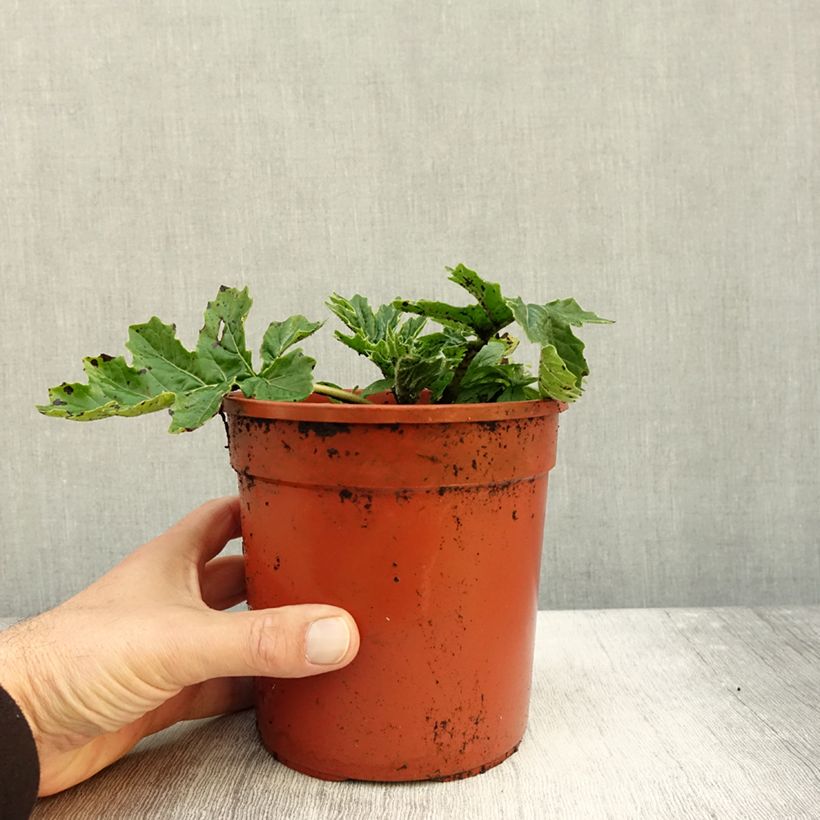 Esemplare di Acanthus mollis Whitewater Vaso da 2L/3L come consegnato in autunno
