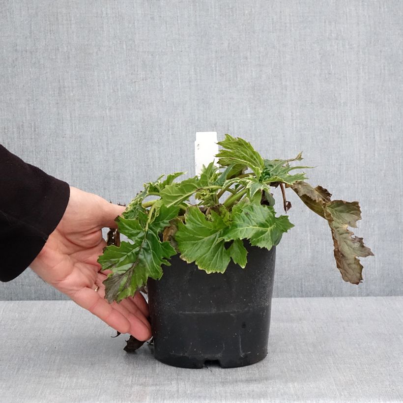 Acanthus mollis Whitewater Vaso da 2L/3L esemplare consegnato in inverno