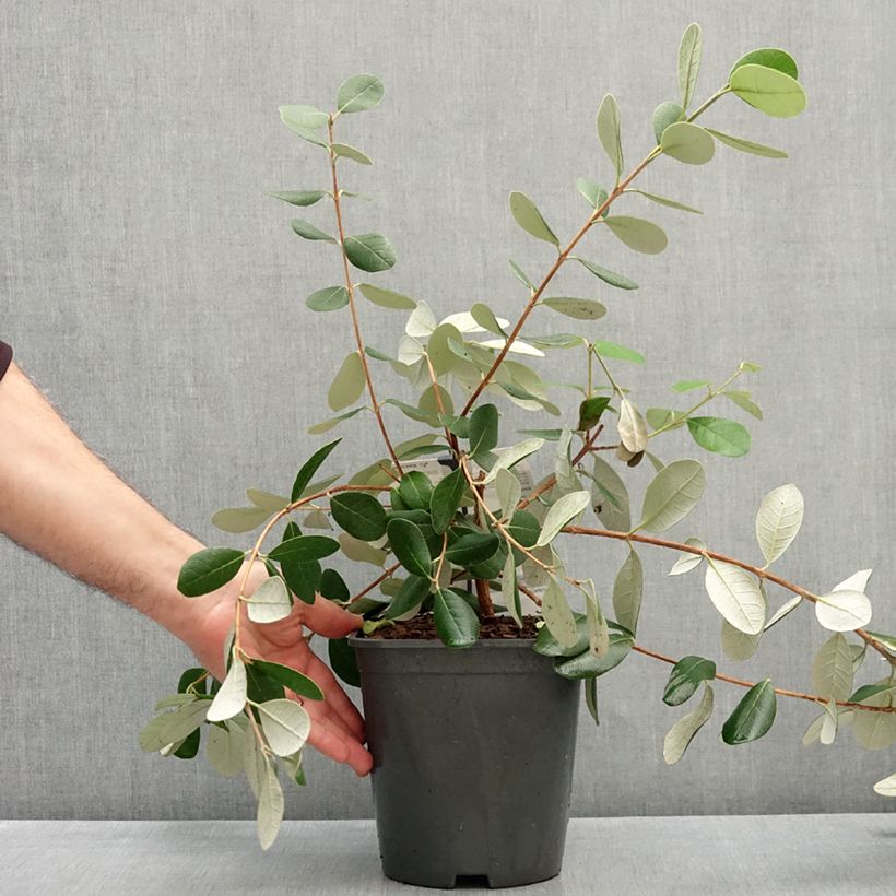 Esemplare di Feijoa Coolidge Vaso da 4L/5L come consegnato in autunno