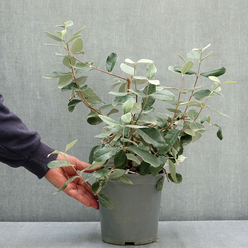 Esemplare di Feijoa Coolidge Vaso da 4L/5L consegnato in estate