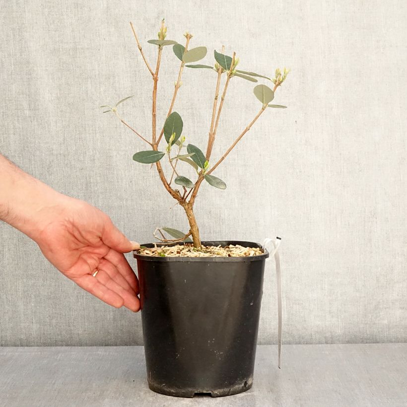 Feijoa Coolidge Vaso da 4L/5L esemplare consegnato in primavera