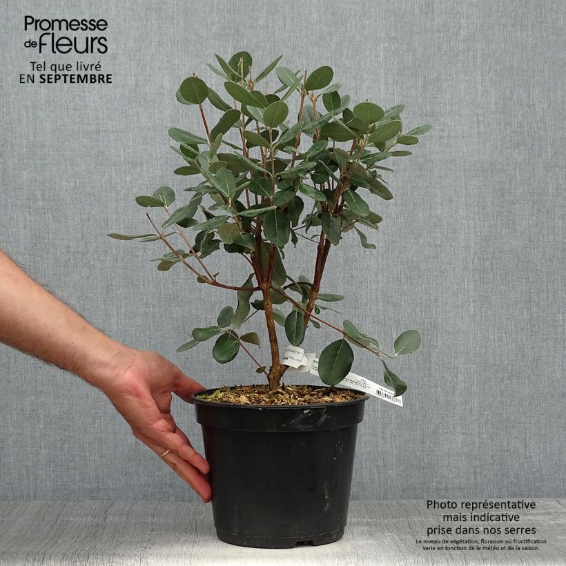 Esemplare di Acca sellowiana - Feijoa Vaso da 4L/5L come consegnato in autunno