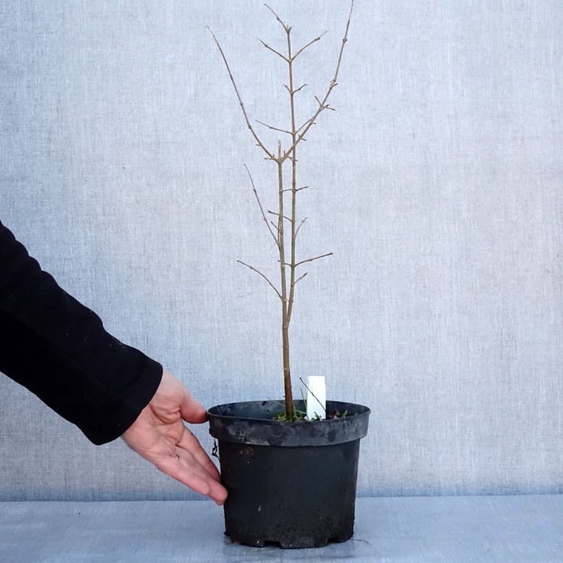 Acer buergerianum - Acero tridente Vaso da 2L/3L esemplare consegnato in inverno
