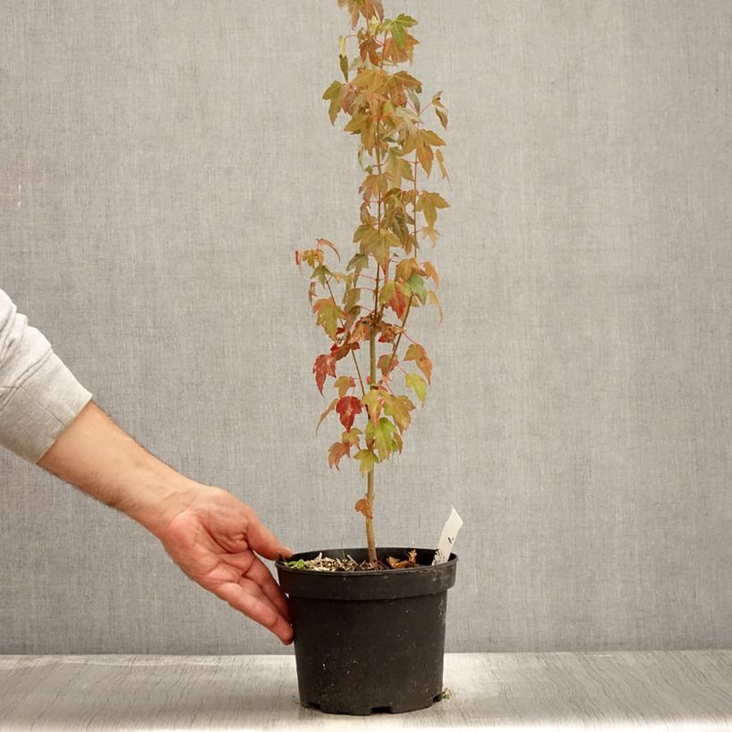 Esemplare di Acer buergerianum - Acero tridente Vaso da 2L/3L come consegnato in autunno