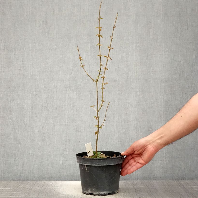 Acer buergerianum - Acero tridente Vaso da 2L/3L esemplare consegnato in primavera