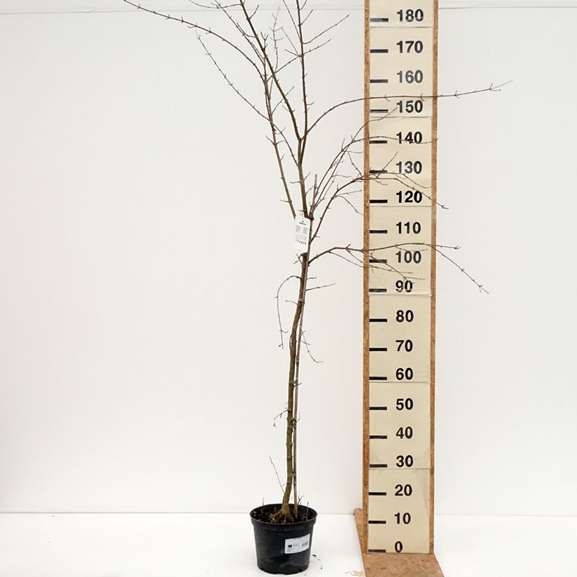 Esemplare di Acer buergerianum - Acero tridente Vaso da 4L/5L come consegnato in autunno