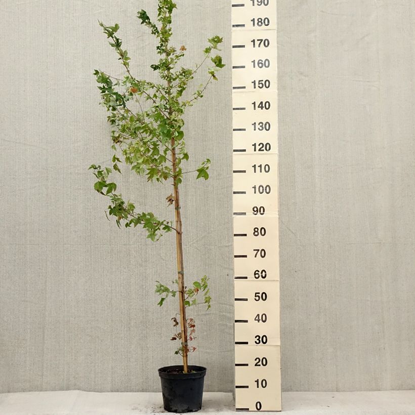 Esemplare di Acer buergerianum - Acero tridente Vaso da 4L/5L consegnato in estate