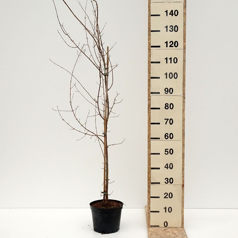 Acer buergerianum - Acero tridente Vaso da 4L/5L esemplare consegnato in inverno