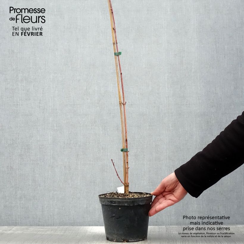 Acer cappadocicum Rubrum Vaso da 3L/4L esemplare consegnato in inverno