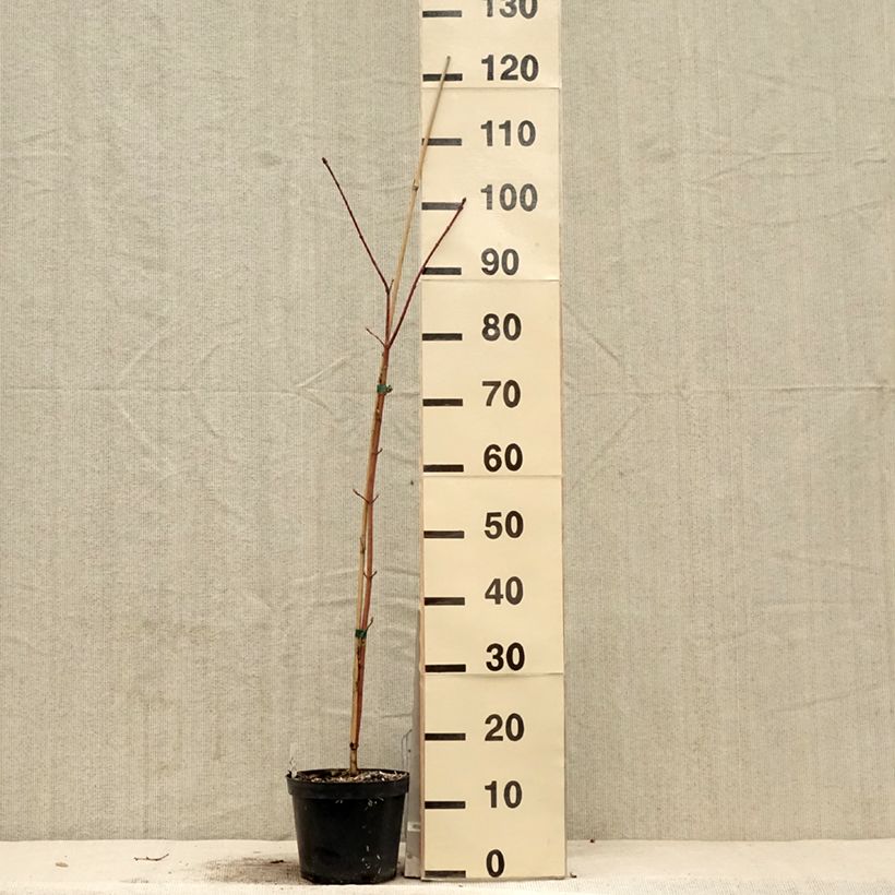 Acer cappadocicum Rubrum Vaso da 3L/4L esemplare consegnato in primavera