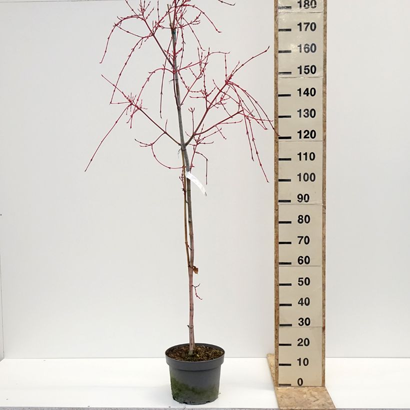 Acer conspicuum Red Flamingo - Acero pelle di serpente Vaso da 7,5L/10L esemplare consegnato in inverno