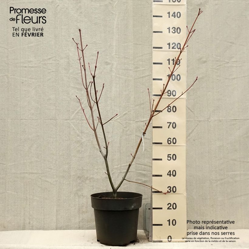 Acer conspicuum Silver Vein - Acero pelle di serpente Vaso da 12L/15L esemplare consegnato in inverno