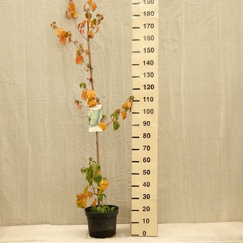 Esemplare di Acer davidii Vaso da 7,5L/10L come consegnato in autunno