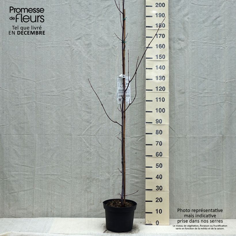 Acer davidii Vaso da 7,5L/10L esemplare consegnato in inverno